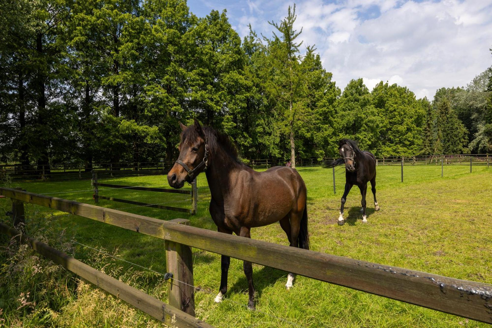 Luxe Hofstede Met Paardenstalling لونتيرين المظهر الخارجي الصورة